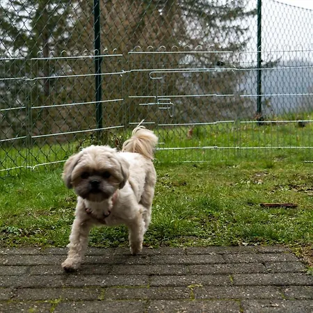 Harzer Weitblick, Hunde Willkommen, W-lan, 2x Smart Tv, Dtv 4 Sterne, 4 Pfoten Braunlage